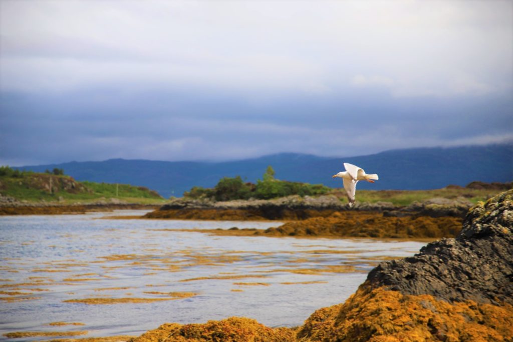 Oiseau qui vole symbolise l'autonomie dans son travail