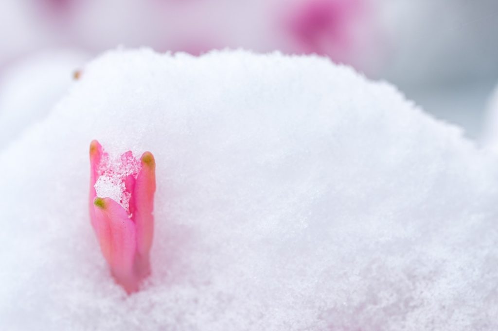 crocus qui sort de la neige illustre le développement de la confiance en soi