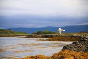 oiseau qui survole la mer symbole de mise en mouvement et d'action