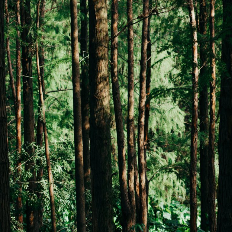 Lush green forest with sunlight filtering through tall coniferous trees.